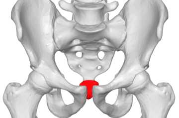Coccyx